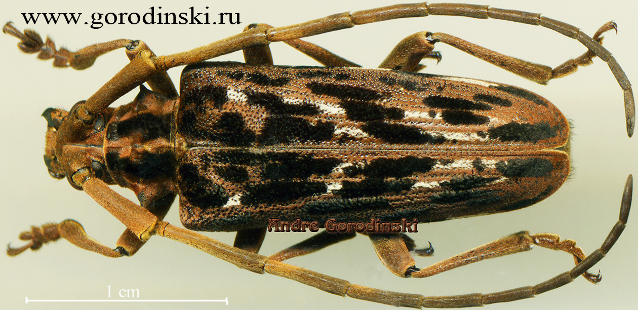 http://www.gorodinski.ru/cerambyx/Lamiinae sp.1.jpg